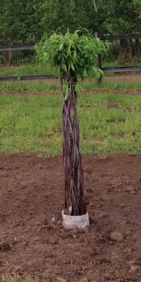 Плетеное дерево из краснотала